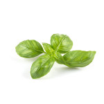 Sweet basil Oil